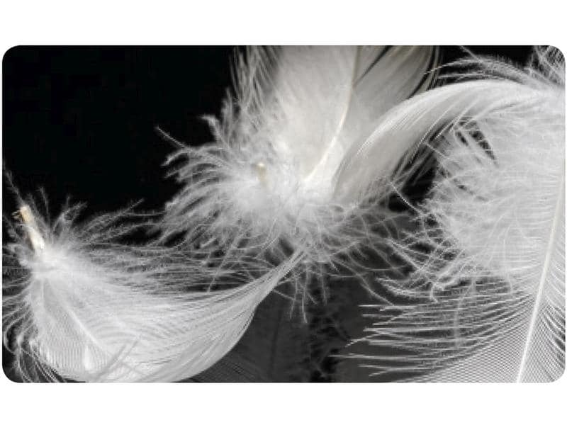 DOR Kopfkissen Senecio low Bio 50 x 70 cm