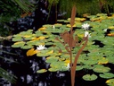 Ambiance Gartenstecker Frosch an Schilfkolben, 90 cm
