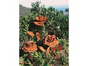 Ambiance Gartenstecker Rose mit Blättern, 85 cm