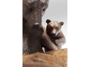 Kare Dekofigur Reading Bears Braun
