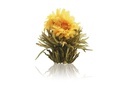 Creano Tee-Set 0.5 l, Transparent
