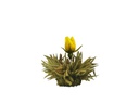 Creano Tee-Set 0.5 l, Transparent