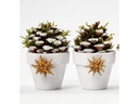 Creativ Company Weihnachtsdeko Kiefernzapfen, 40 mm