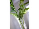 Leonardo Vase Ravenna 26.5 cm Transparent