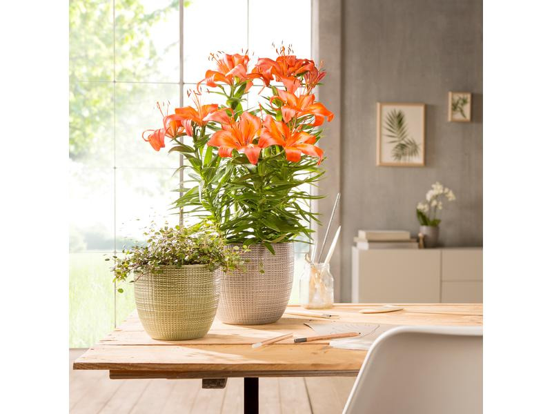 scheurich Blumentopf Grün Ø 23.7 cm