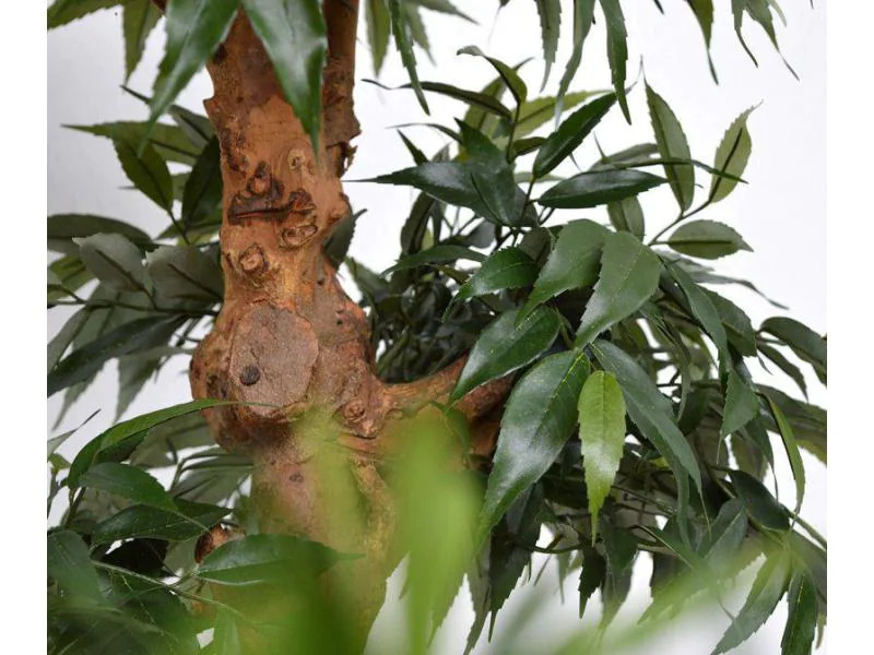 Botanic-Haus Kunstpflanze Bonsai Shirakashi, 80 cm