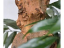Botanic-Haus Kunstpflanze Bonsai Shirakashi, 80 cm