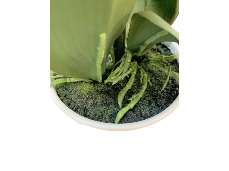 Botanic-Haus Kunstblume Phalenopsis 1 Rispe im Topf, Weiss