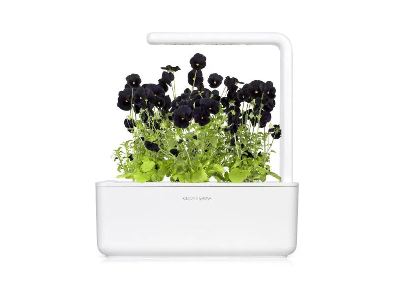 Click and Grow Saatgut Schwarzes Stiefmütterchen