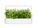 Click and Grow Saatgut Apfel-Minze, 3er-Pack