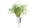 Click and Grow Saatgut Dill