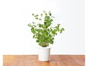 Click and Grow Saatgut Majoran