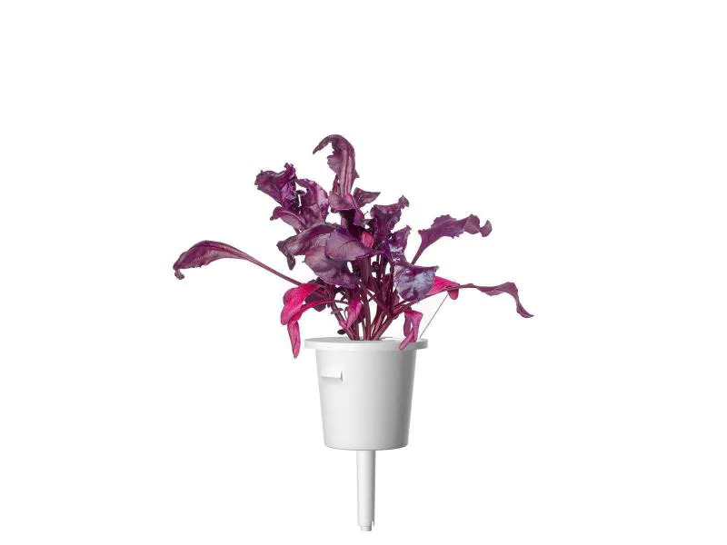 Click and Grow Saatgut Roter Mangold