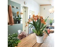 Lechuza Blumentopf ORCHIDEA Weiss matt