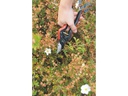 Felco Gartenschere 160 S