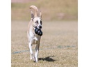 Kong Hunde-Spielzeug Classic Extreme XL Ø 8.5 cm, Schwarz