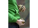 Zoch Bocchia Crossboule Jungle