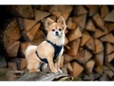 Grossenbacher Geschirr Vary M Beige
