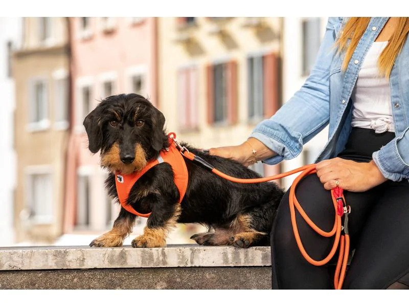 curli Geschirr Vest Air-Mesh L, Sun Orange