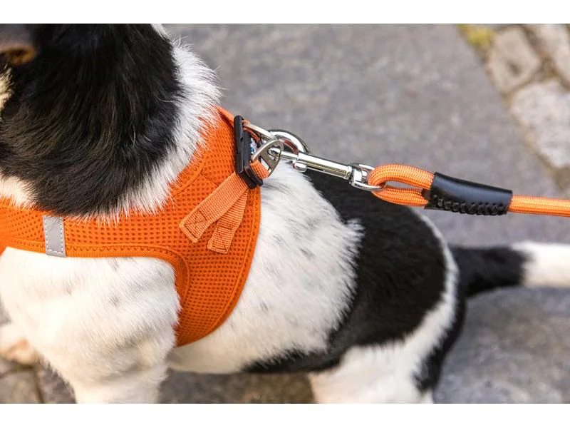 curli Hundeleine Stretch Comfort ø 8 mm / 1.8 m, Sun Orange