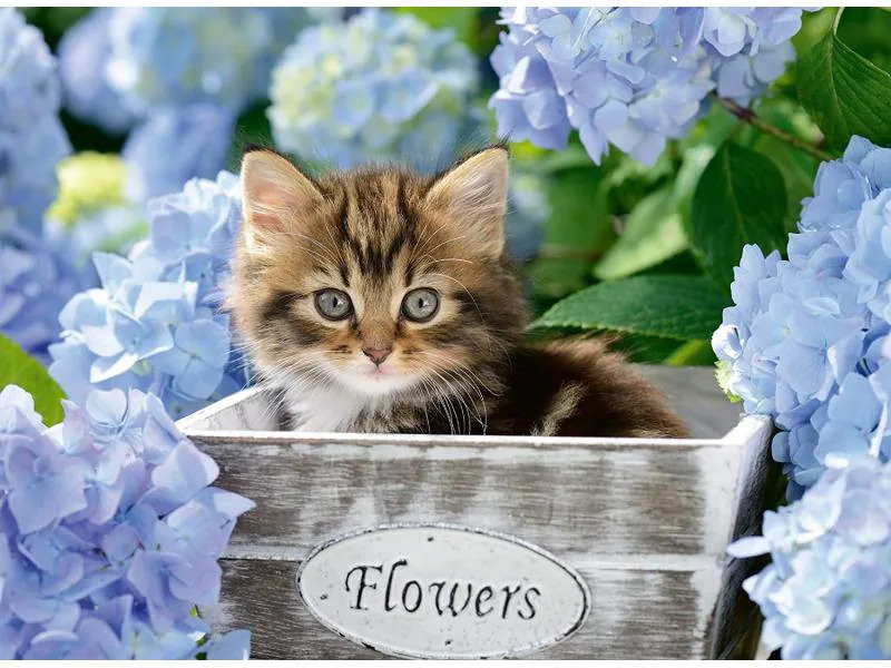 Ravensburger Puzzle Kleine Katze