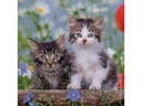 Ravensburger Puzzle Süsse Samtpfötchen