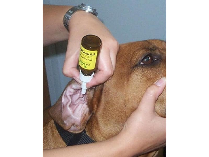 cdVet Ohrenreiniger Ohrenpflege, 20 ml