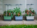 Gusta Garden Pflanzentopf CHARLY CHILI Starterset, 3-Teilig, Hellgrau