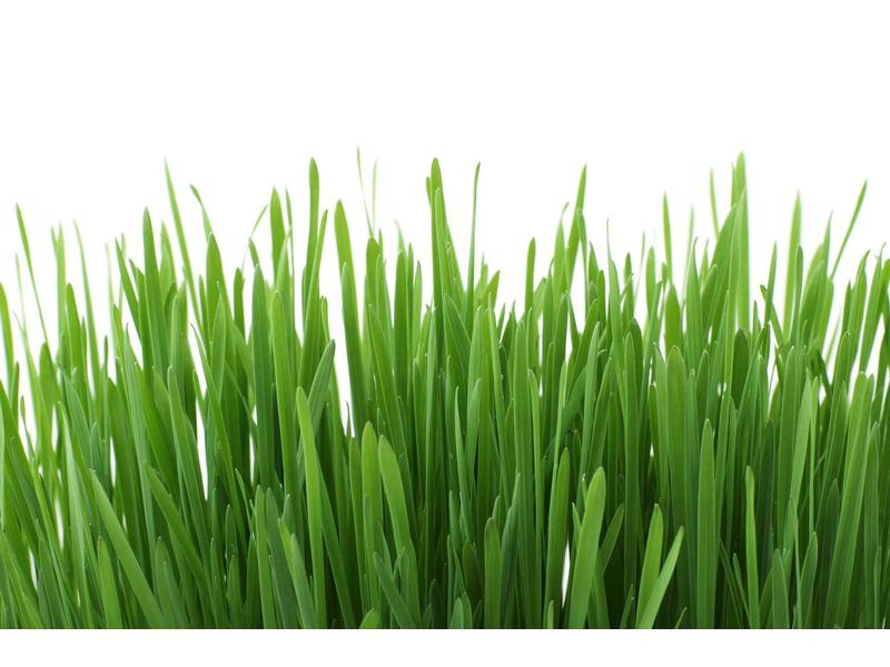 Gimpet Katzen-Nahrungsergänzung Katzengras mit Wiesenduft, 150 g