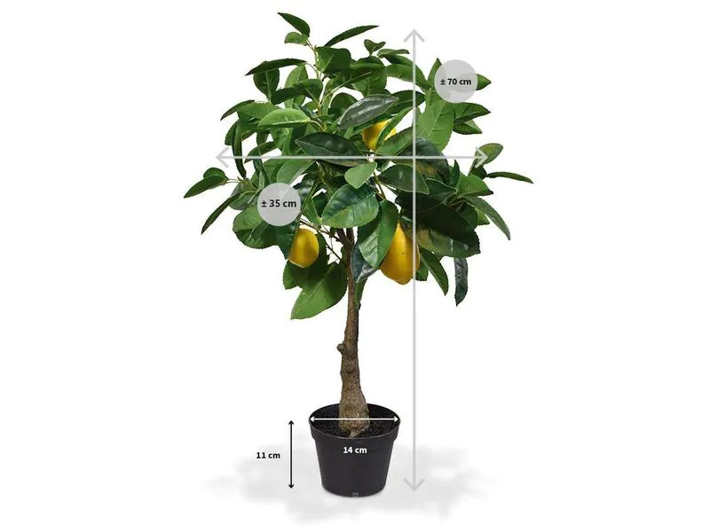 Botanic-Haus Kunstpflanze Zitronenbaum, 70 cm