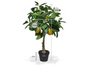 Botanic-Haus Kunstpflanze Zitronenbaum, 70 cm