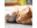 CanadianCat Katzen-Spielzeug Filzball mit Dufttasche