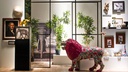 décopatch Bastelset Découpage Dinosaurier