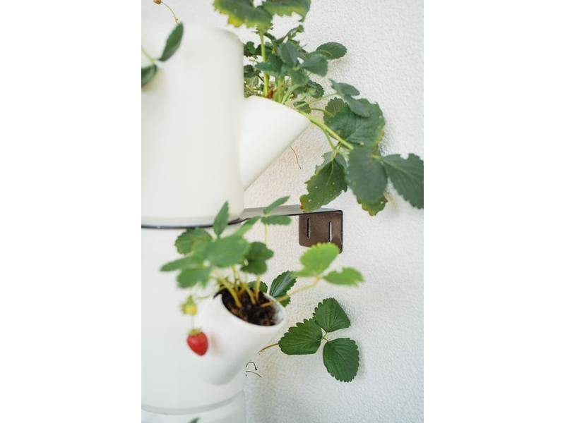 Gusta Garden Aufzuchttöpfe SISSI STRAWBERRY Infinity, Weiss
