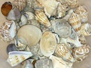 Ambiance Muscheln, 600 ml Nature