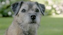 Lily's Kitchen Trockenfutter Puppy Huhn &amp; Lachs