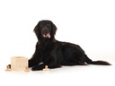 Hundespiele.ch Strategie-Spiel Babuschka