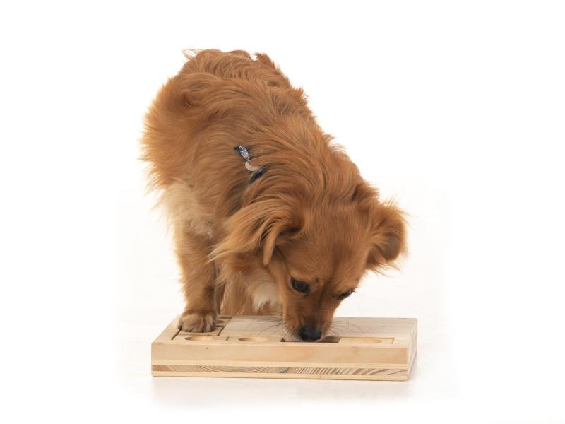 Hundespiele.ch Strategie-Spiel Schiebeklotz