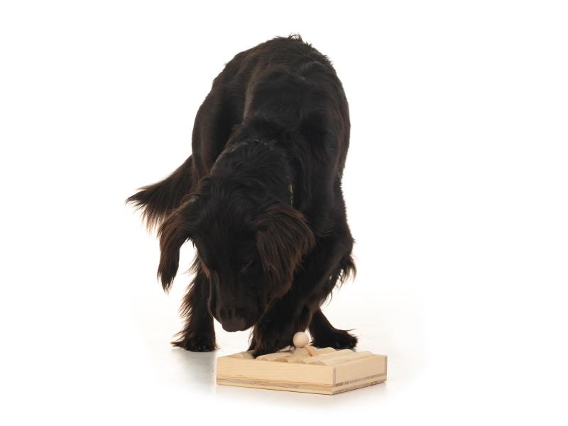 Hundespiele.ch Strategie-Spiel Zaunpfahl