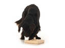 Hundespiele.ch Strategie-Spiel Zaunpfahl