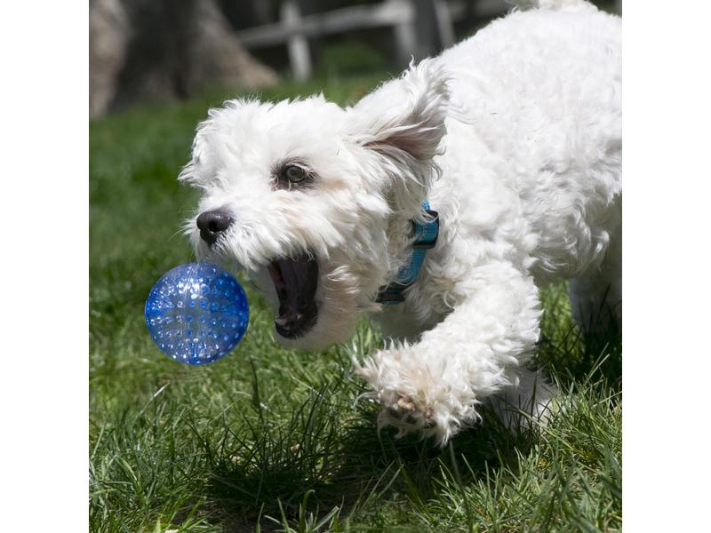 Kong Ballset Squeezz Geodz, assortiert
