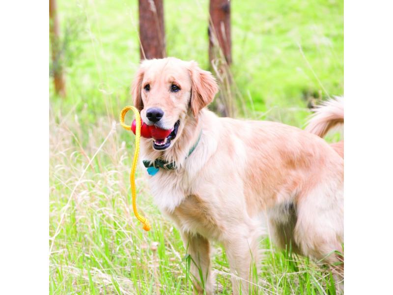 Kong Hunde-Spielzeug Classic Rope  L