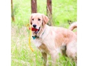 Kong Hunde-Spielzeug Classic Rope  L
