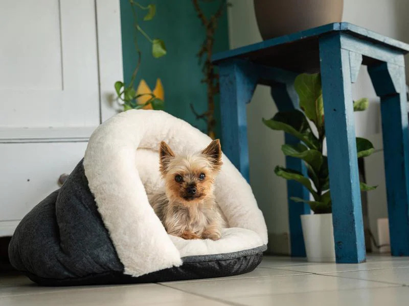 TrendPet Hunde-Bett LunaSuite, Beige