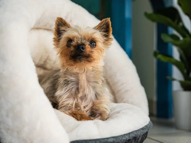 TrendPet Hunde-Bett LunaSuite, Beige