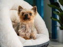 TrendPet Hunde-Bett LunaSuite, Beige