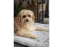 TrendPet Hunde-Decke Heaven, Grau, Gr.S