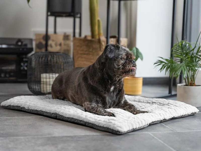 TrendPet Hunde-Decke Heaven, Grau, Gr.S