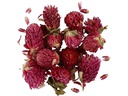 Creativ Company Blüten 15 g, Rotes Kleeblatt