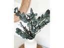 Soli Collection Trockenblumen Eukalyptus 40-55 cm, Weiss